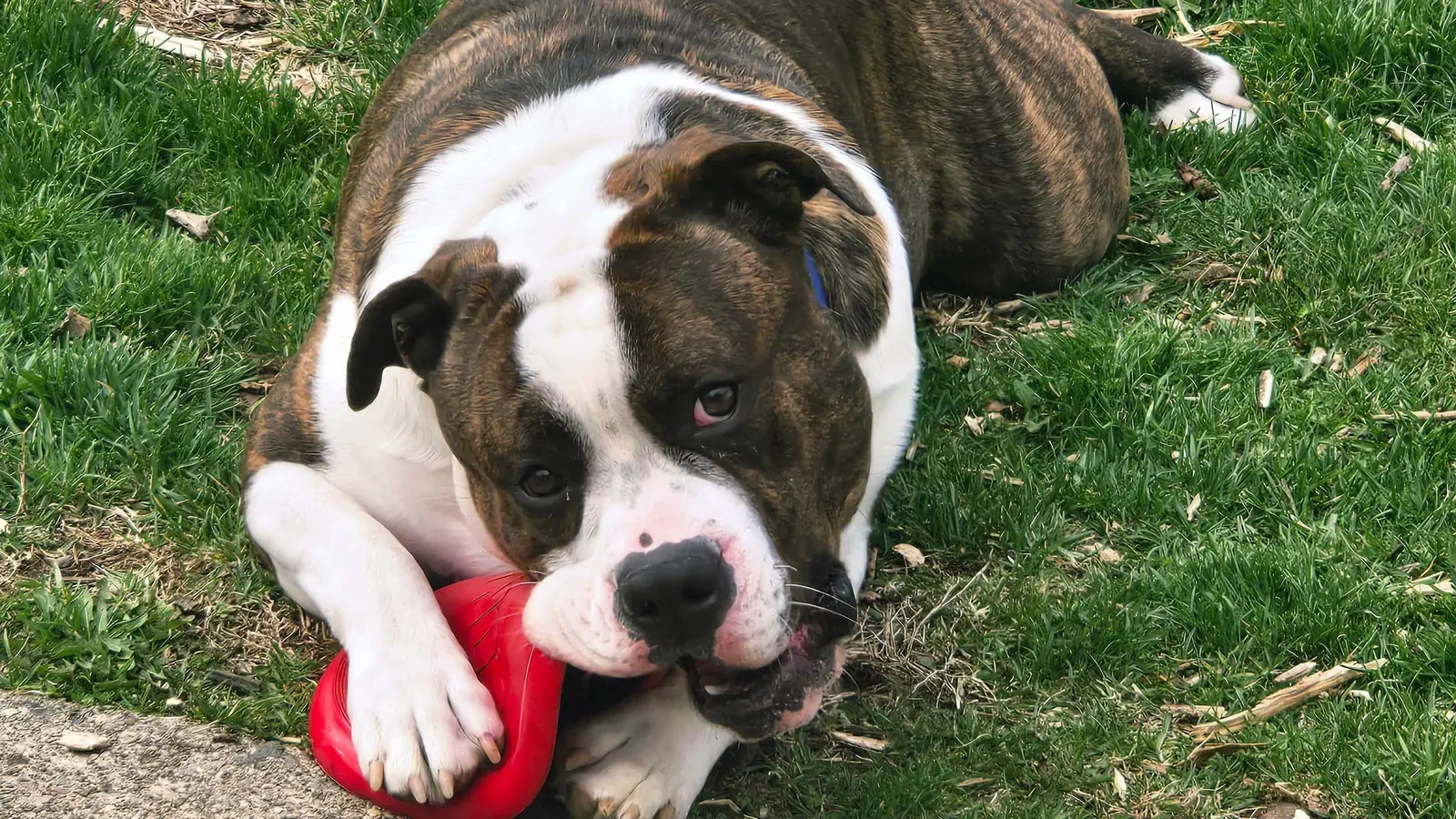 Brindle and white bulldog lying in the grass holding a red toy in its mouth