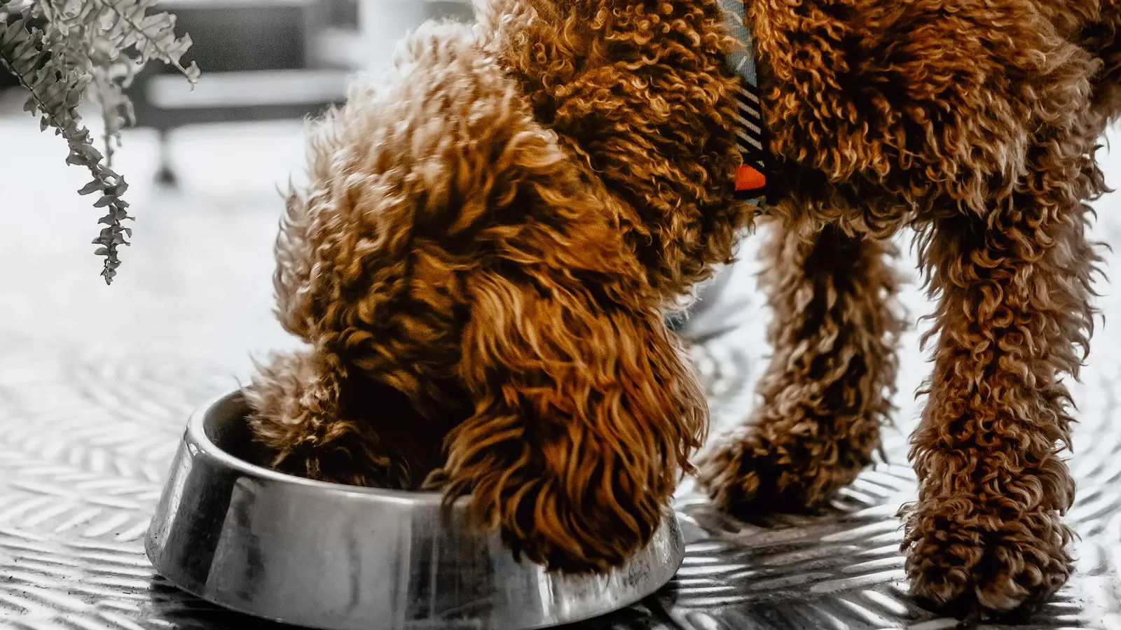 Curly brown Labradoodle with its head down in a shiny stainless steel food bowl