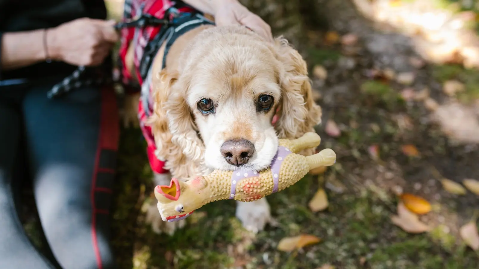 Cocker spaniel on a leash outdoors proudly carrying a soft toy in its mouth