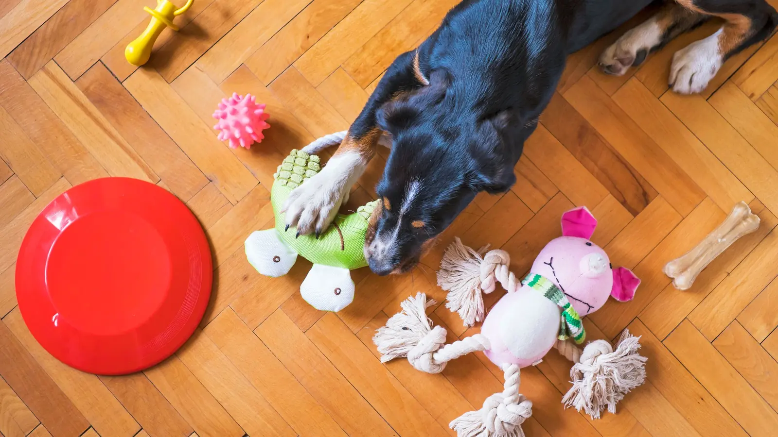 Black dog lying on a herringbone wood floor surrounded by rope, plush, and rubber toys