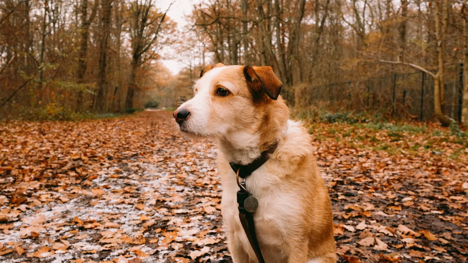 Tan and white dog on a leash sitting on a leaf-covered forest path in autumn