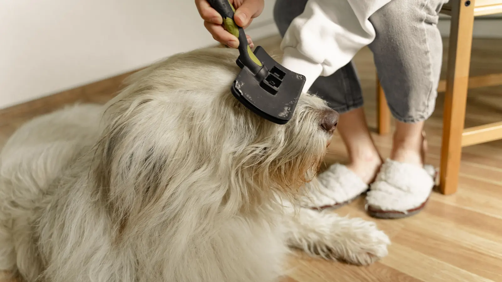 Person at home brushing a large, fluffy cream-colored dog lying on the floor