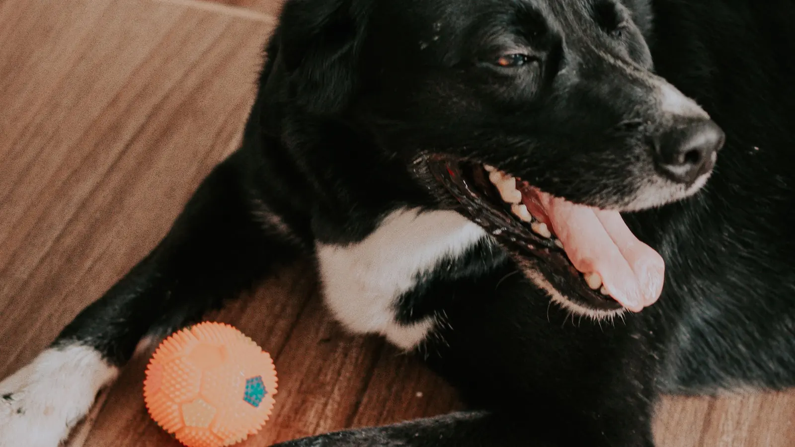 Happy black and white dog lying on a wooden floor next to an orange ball