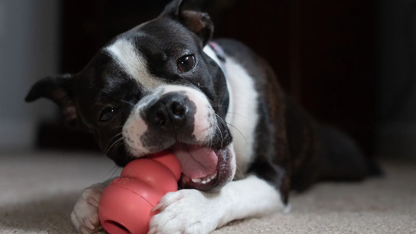 Boston Terrier lying on a rug, gnawing a red rubber chew toy