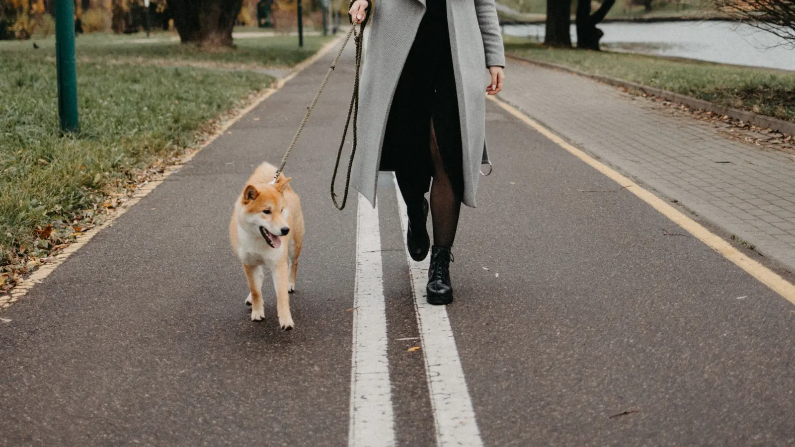 Person walking a small Shiba Inu on a leash along a paved park path